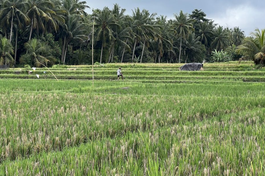 Travel photo of the peaceful rice fields at Ubud, Bali.