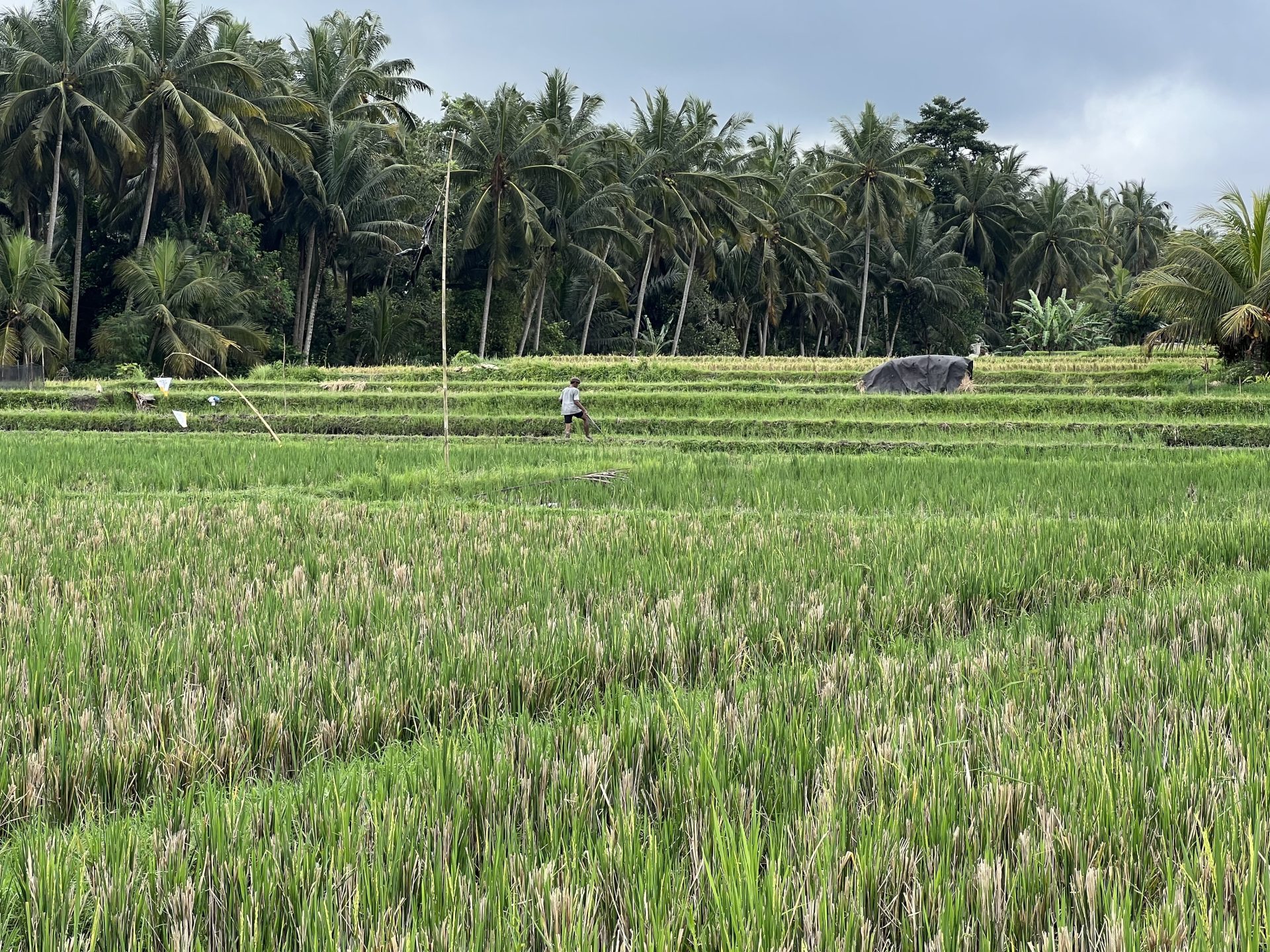 Travel photo of the peaceful rice fields at Ubud, Bali.