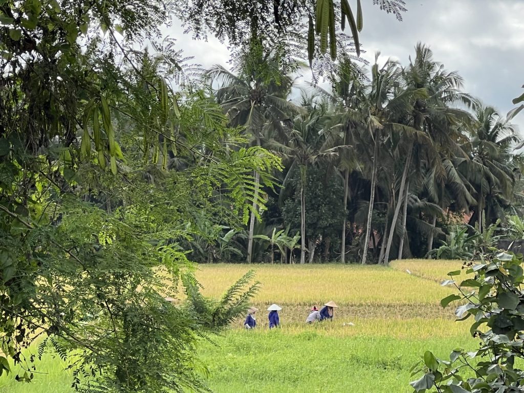 Photo of rice fields in Ubud, Bali, with locals giving back to the community.