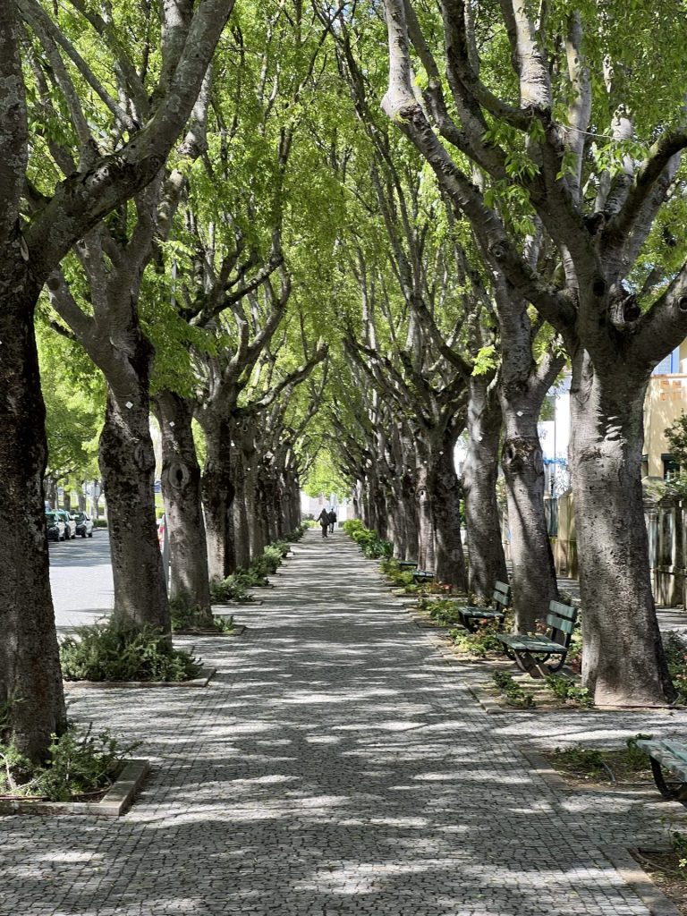 Photo looking through a balanced line of trees either side of a pathway.